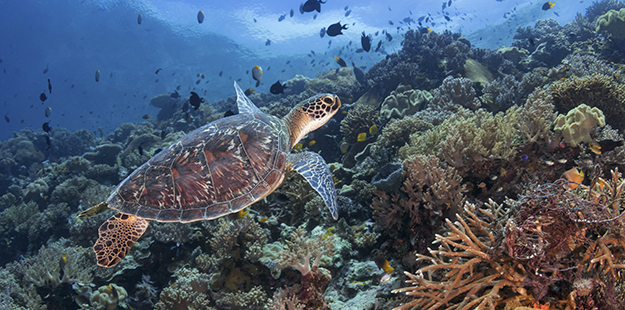 The numerous components of Wakatobi's conservation and social initiatives have yielded demonstrative benefits. Today, reefs within the marine preserve are in near-pristine condition.