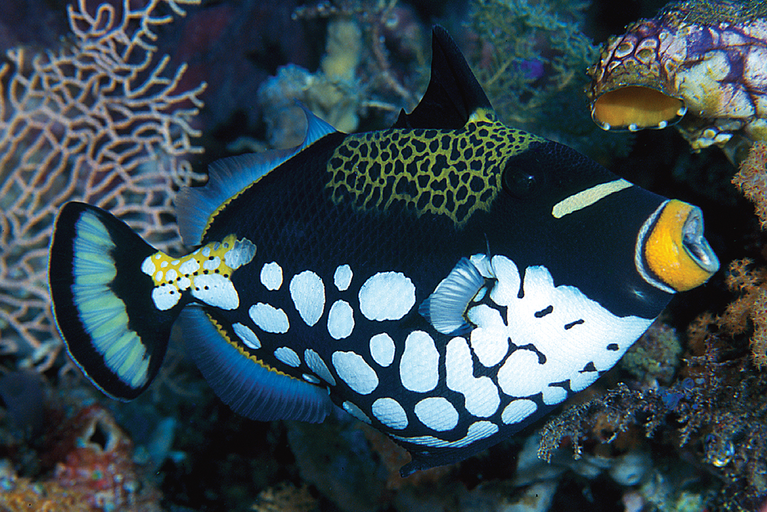 It’s been said the Clown triggerfish can be "as personable as a puppy and as unpredictable as a bull shark." It’s one of the most striking fish roaming Wakatobi’s reefs and uses its strong teeth and jaws to break up shells of bottom dwellers such as mollusks and sea urchins to get to the tasty morsels inside. 