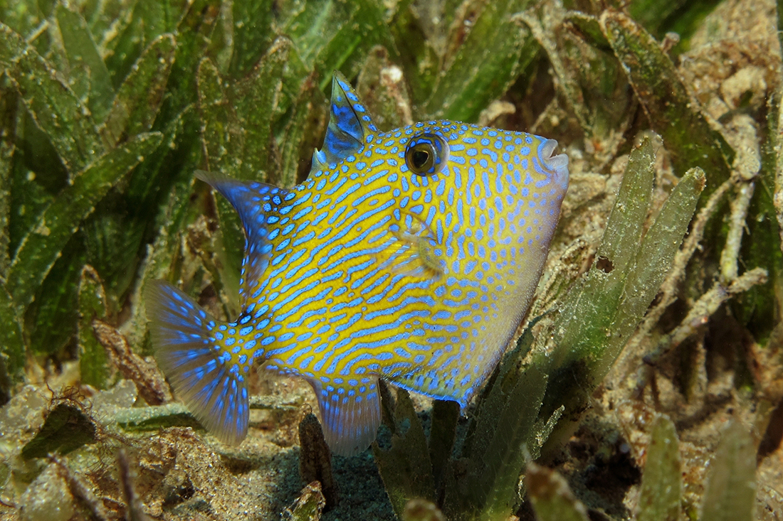 Juveniles like this young Blue triggerfish are typically found inshore in the seagrass or sandy reef patches. 