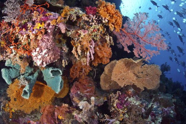 Soft and hard corals continue to thrive at Wakatobi as seen here at the dive site Cornucopia. Photo by Warren Baverstock