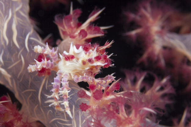 If the opportunity presents itself, look close at the soft coral crab and you may notice a pair of tiny claws on its front legs.