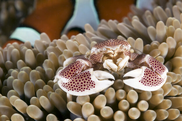 Here you see Nemo himself photo-bombing this porcelain anemone crab's portrait among the tentacles of a beige carpet anemone. Photo by Walt Stearns