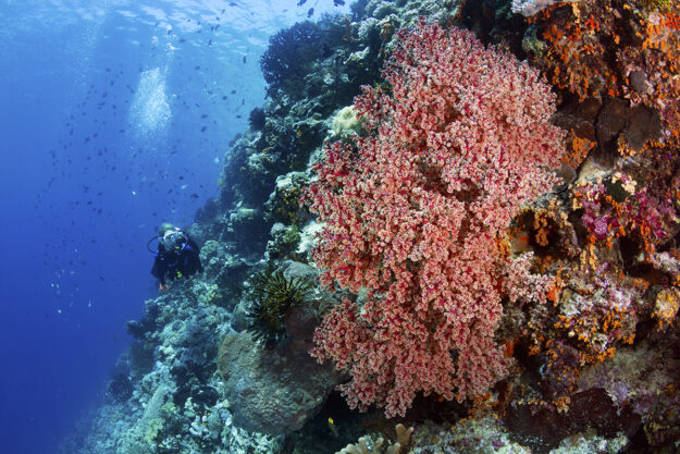 A drift along the southern part of the Wakatobi House Reef wall can be a breathtaking experience. Photo by Walt Stearns