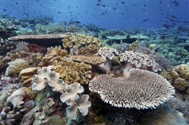 The shallow reefs of Wakatobi provide dramatic views and put snorkelers in a lively zone where reef and open-water fish mingle.