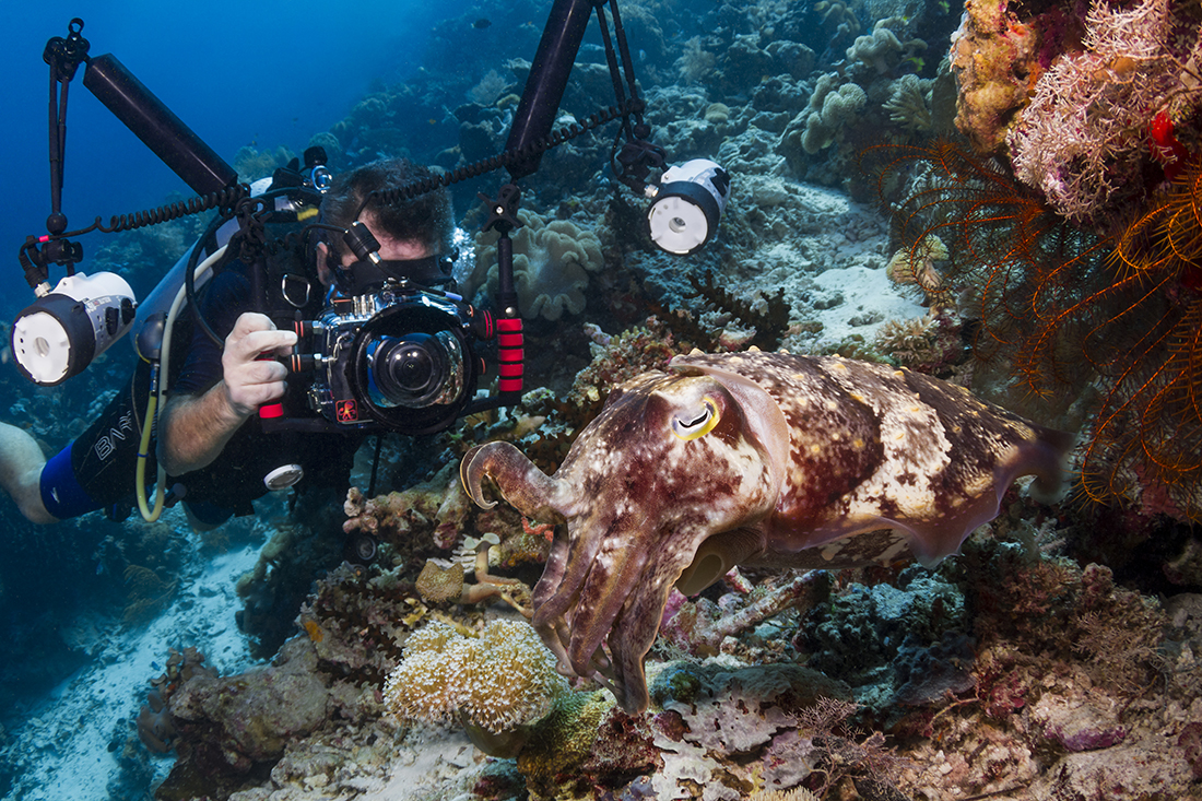 Cuttlefish make excellent photographic subjects, in that because they are not only cooperative in most instances, but they can also be particularly entertaining through their change in coloration from one shot to the next. 