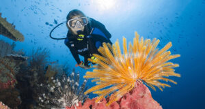 Discover Wakatobi's Underwater Wonderland