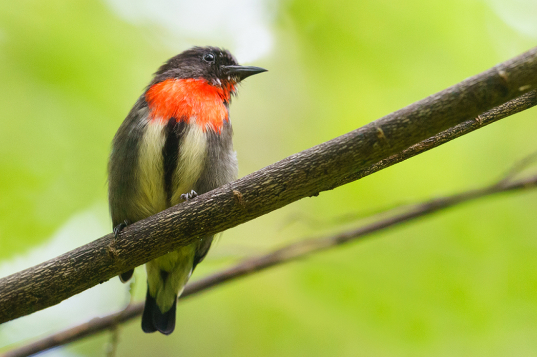 The Grey-sided Flowerpecker (Dicaeum celebicum) is one of several endemic species recently identified in the Wakatobi Region. 