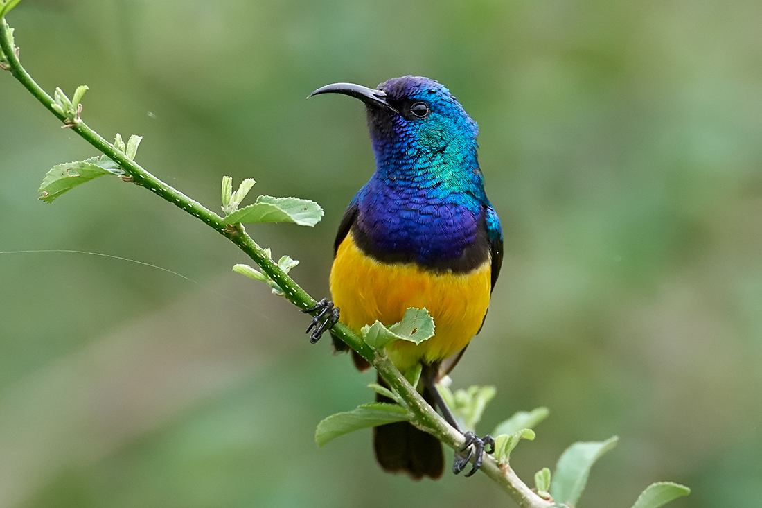 The Wakatobi sunbird (or yellow-bellied sunbird) (Cinnyris venustus). For birding enthusiasts "the chance to see endemics like that is immensely appealing," says Ralph Hammelbacher.