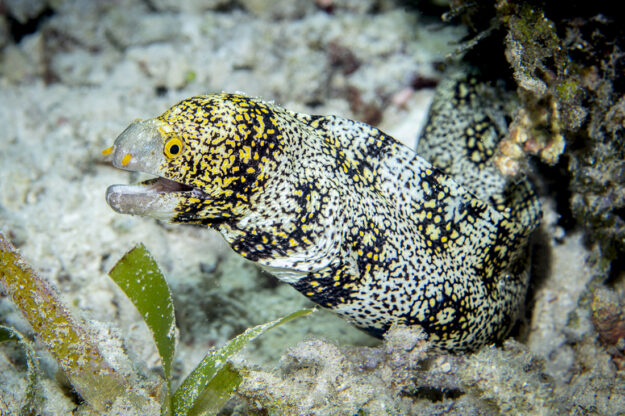 A snowflake moray eel on the Wakatobi House Reef extends from its protective cavern. 