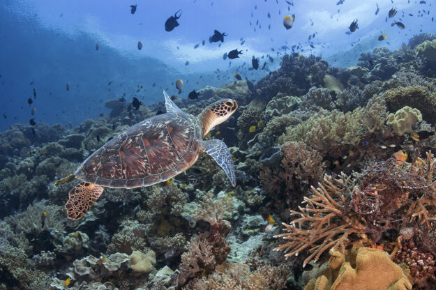 Over the years, observers have documented significant improvements in the quality of the reefs and seagrass beds surrounding Wakatobi Resort. Fish counts are up, and turtle populations have increased. Photo by Walt Stearns