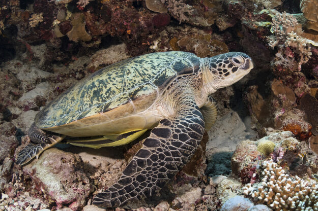 Day or night, divers will encounter a healthy population of both juvenile and adult turtles at Turkey Beach.