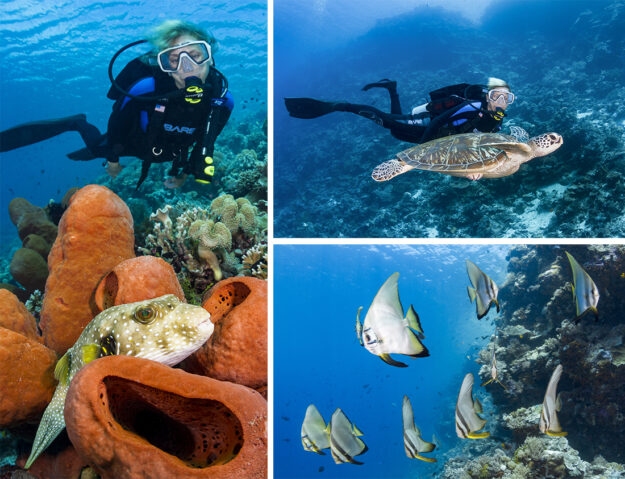 Some of the sights you will see at Wakatobi's Turkey Beach include large white-spotted pufferfish (Arothron hispidus), golden spadefish (Platax boersii) and of course green sea turtles (Chelonia mydas).