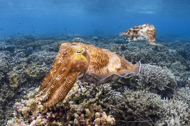 Broadclub cuttlefish possess excellent low light vision that allows them to extend their patrols beyond sunset. 