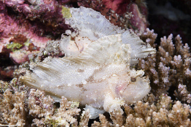 At Wakatobi, leaf scorpionfish are often found in the shallow coral recesses at the edge of the drop off, and sometimes in shallows just off the beach.