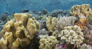 Wakatobi Named A World's Top Snorkeling Destination