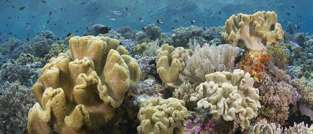Brilliant, healthy coral found at Wakatobi