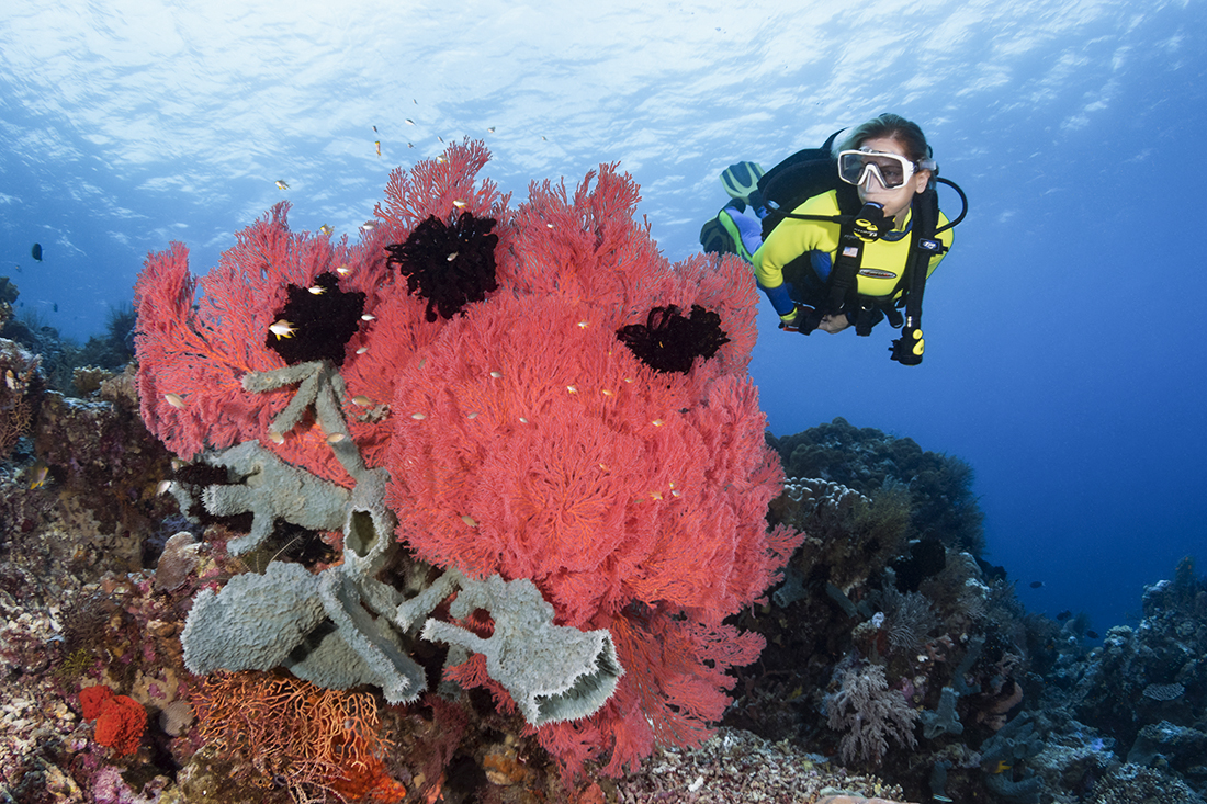 Scuba diver enjoying the beauty of one of Wakatobi's many dive sites, Treasure Chest.