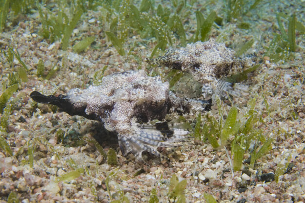 Pair of Pegasus seamoth in the grass bed on Wakatobi's House Reef.