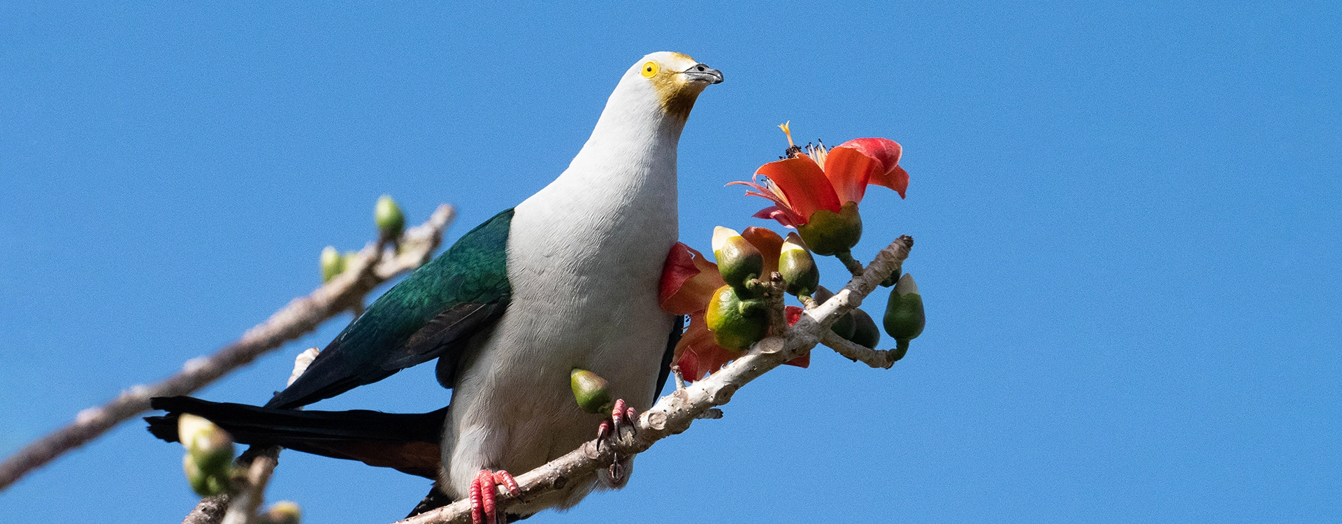 The elegant imperial pigeon (Ducula concinna) is also known as blue-tailed imperial-pigeon. It feeds on fruit and its call is typically a loud and throaty bark-like sound. Photo by Sharon Lynn Patterson