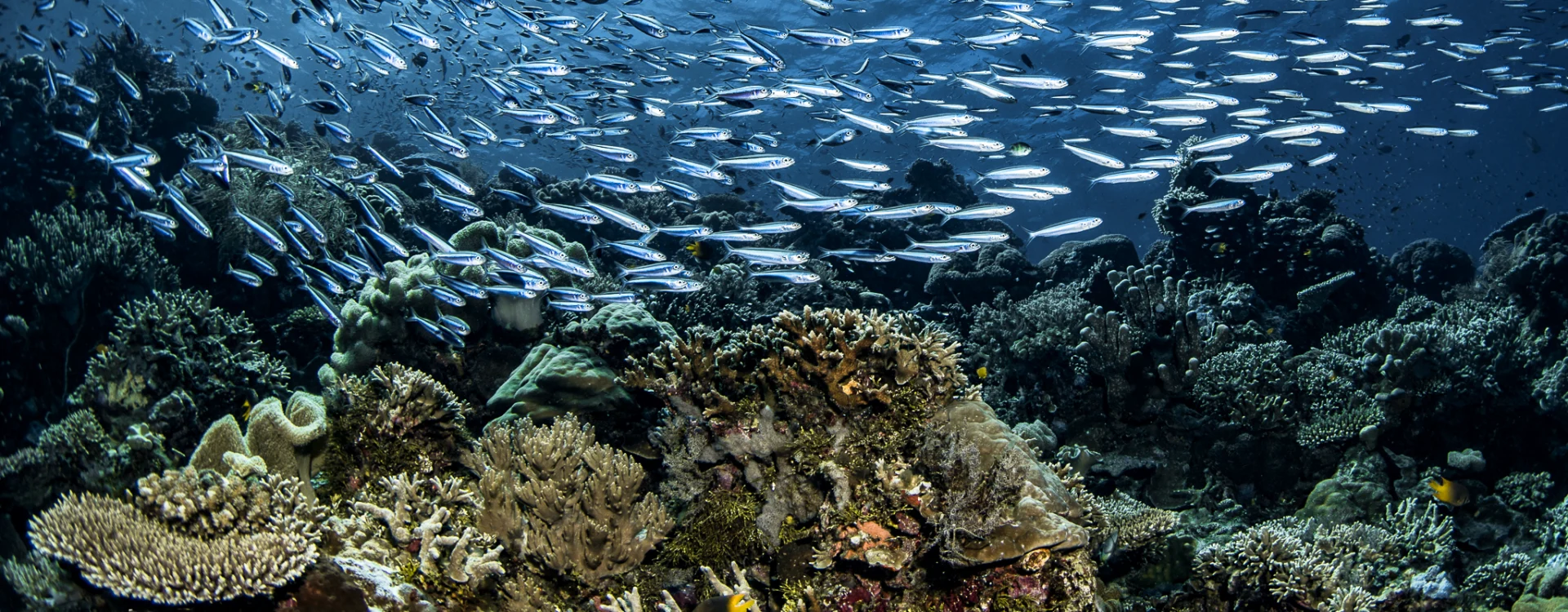Wakatobi's Living Coral Reefs