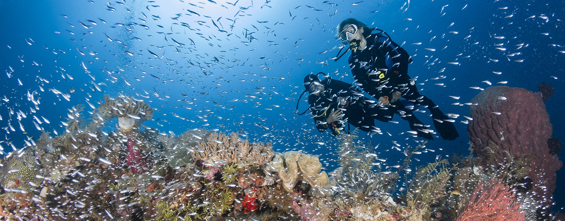 Two divers finning over a vibrant coral reef at Wakatobi Dive Resort