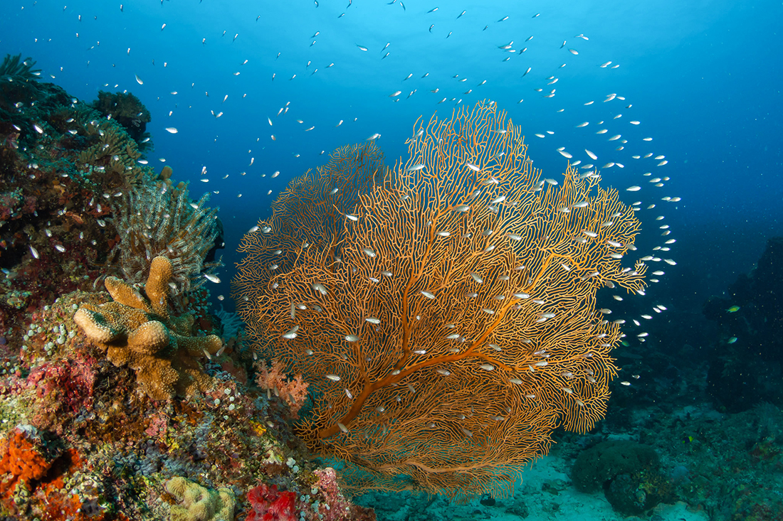 Colorful sea fans and sponges are key features of the crests of the Hoga pinnacles. Photo by Christian Gloor