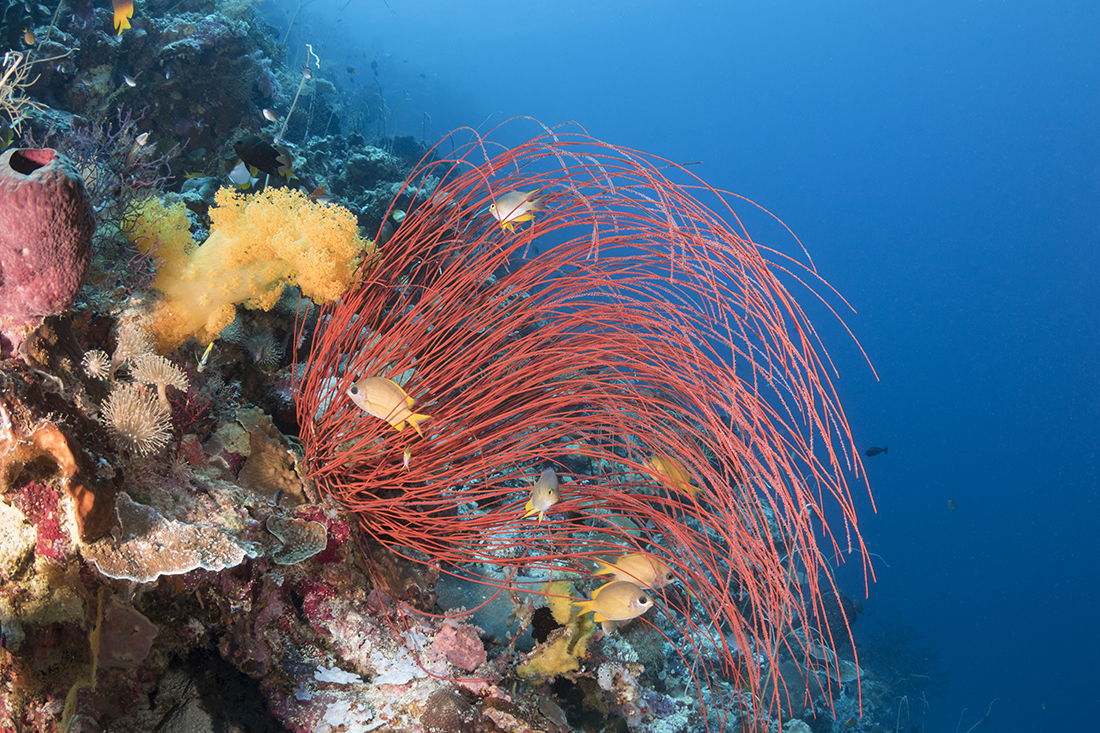 The formations and fish life at Pelagian sites like the lagoon at Karang Kapota and Rainbow Reef at Karang Kaledupa make for stunning wide-angle images. Photo by Walt Stearns