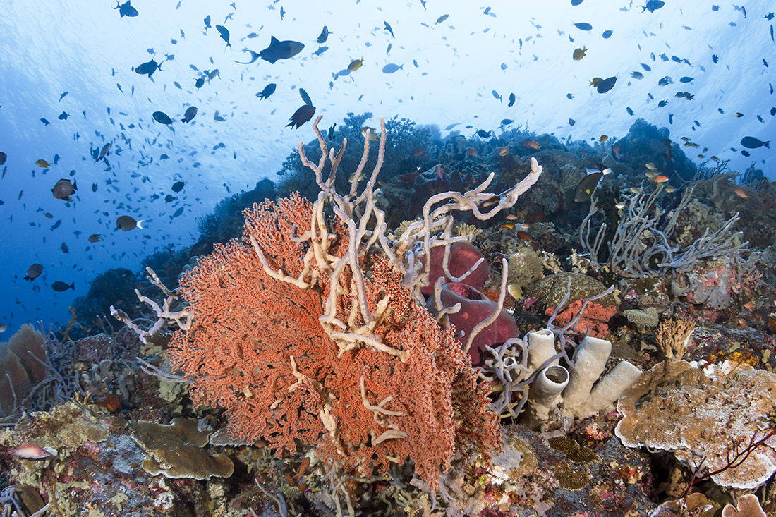 The formations and fish life at Pelagian sites like the lagoon at Karang Kapota and Rainbow Reef at Karang Kaledupa make for stunning wide-angle images. Photo by Walt Stearns