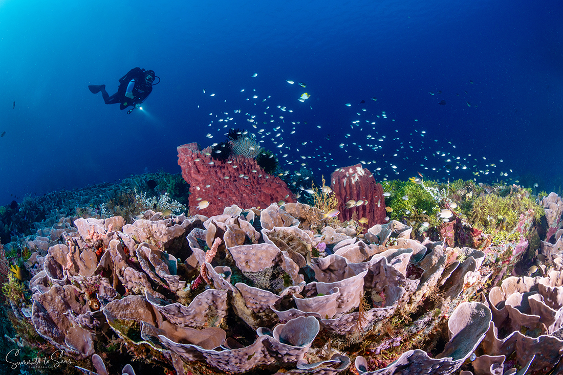 The rose coral at Roma makes for some excellent wide angle image opportunities. Photo by Anita Verde and Peter Marshall