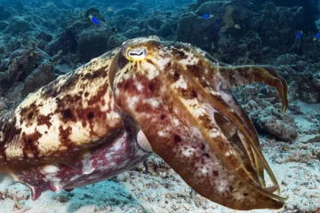 The cuttlefish you are most likely to see around Wakatobi is the broadclub (Sepia latimanus), which can reach lengths of more than a foot.