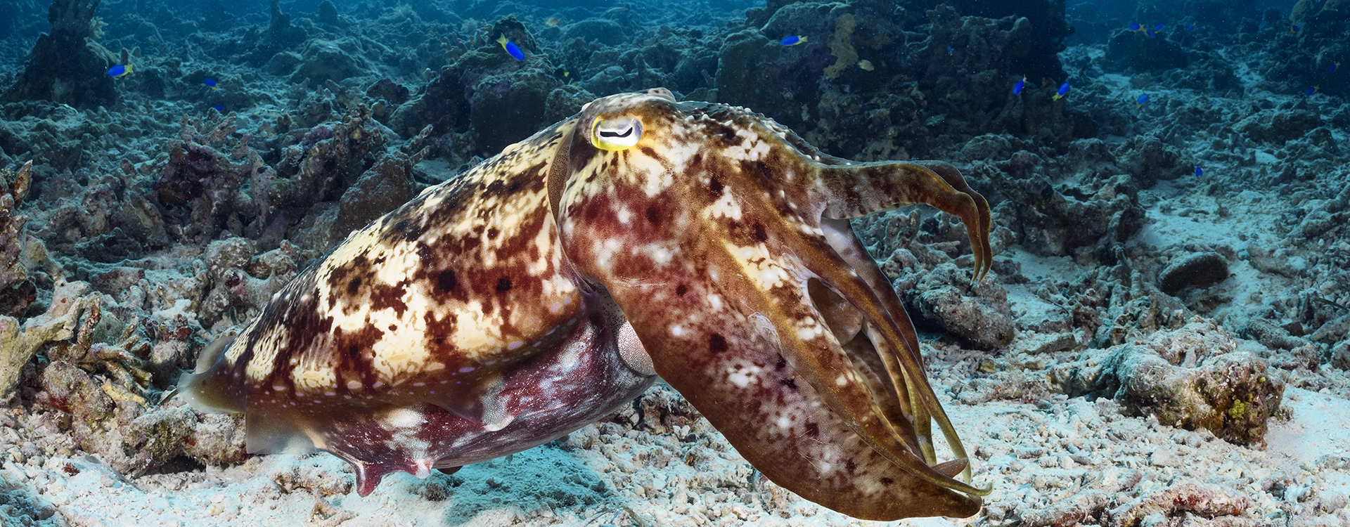 The cuttlefish you are most likely to see around Wakatobi is the broadclub (Sepia latimanus), which can reach lengths of more than a foot.