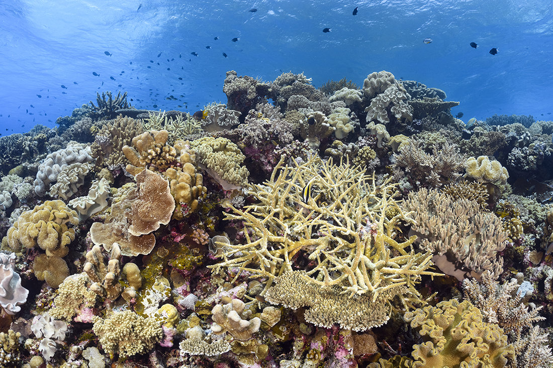 The formations and fish life at Pelagian sites like the lagoon at Karang Kapota and Rainbow Reef at Karang Kaledupa make for stunning wide-angle images. Photo by Walt Stearns