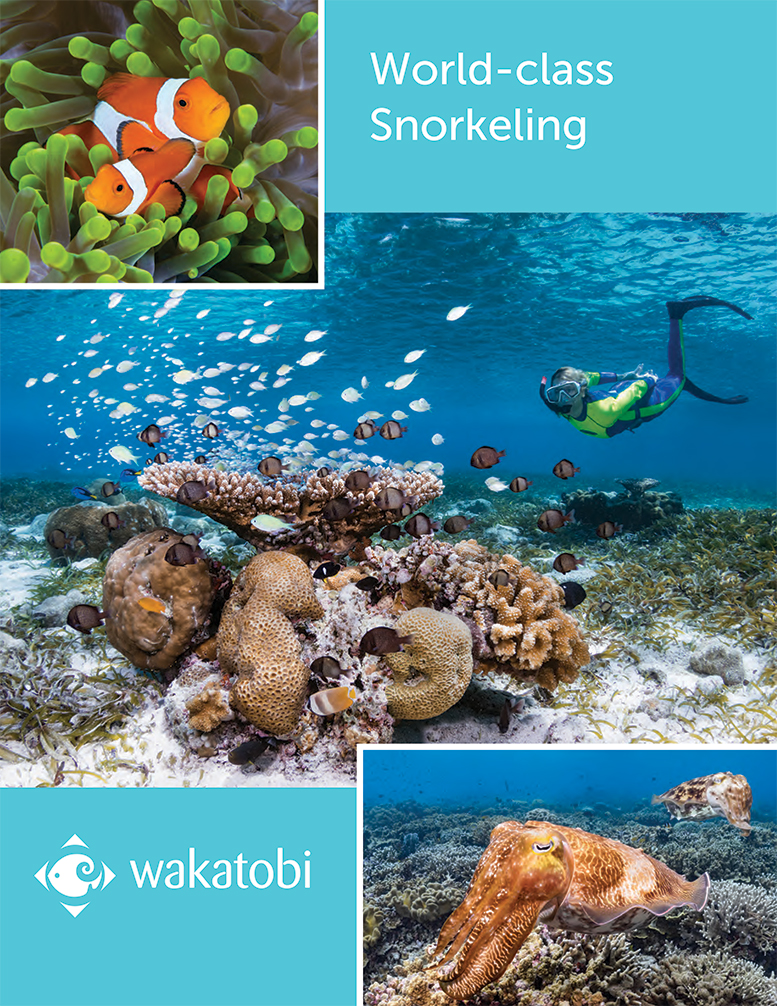 Wakatobi Snorkeling Experience