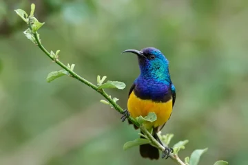 In 2022, ornithologist identified a new species known as the Wakatobi Sunbird or the Wakatobi nectar bird. These diminutive creatures resemble American hummingbirds (though they’re not closely related), and males display bright iridescent plumage that shimmers in the sunlight. Photo by Wakatobi Resort