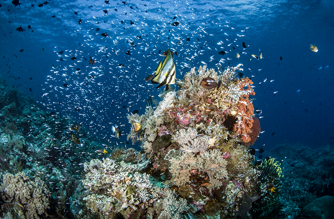 The vibrant living reefs of Wakatobi. Photo by Wade Hughes.