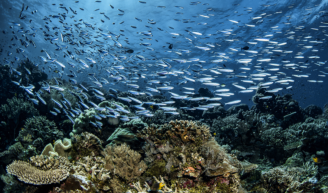 Vibrant living reef at Wakatobi. Photo by Wade Hughes.