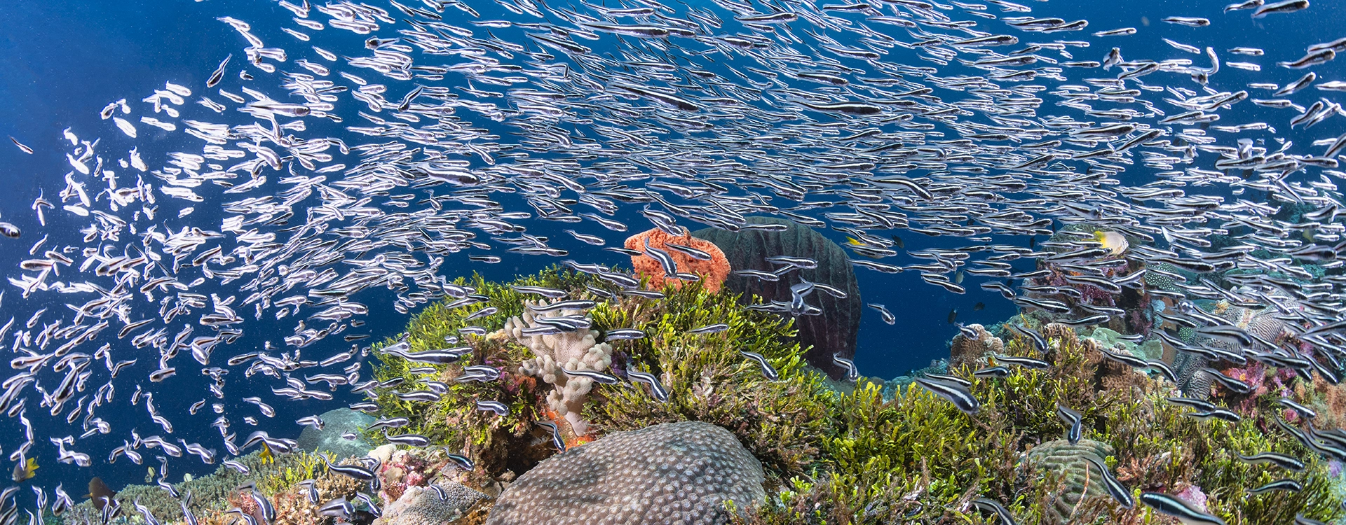 Getting The Shot At Wakatobi with Anita Verde and Peter Marshall at Wakatobi.