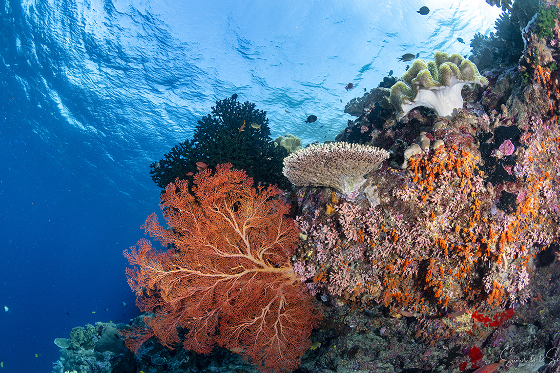 The edge of a wall showing a beautiful reef scape. Photo by Anita Verde and Peter Marshall at Wakatobi.