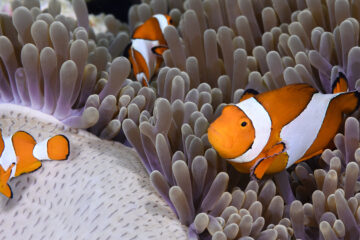 When it comes to fascinating forms of symbiotic relationships, anemonefish don’t clown around.