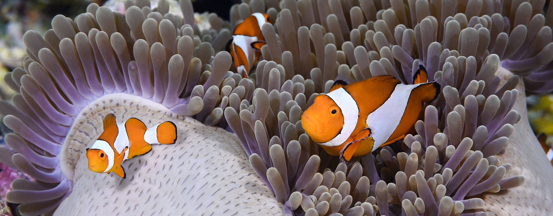 When it comes to fascinating forms of symbiotic relationships, anemonefish don’t clown around.