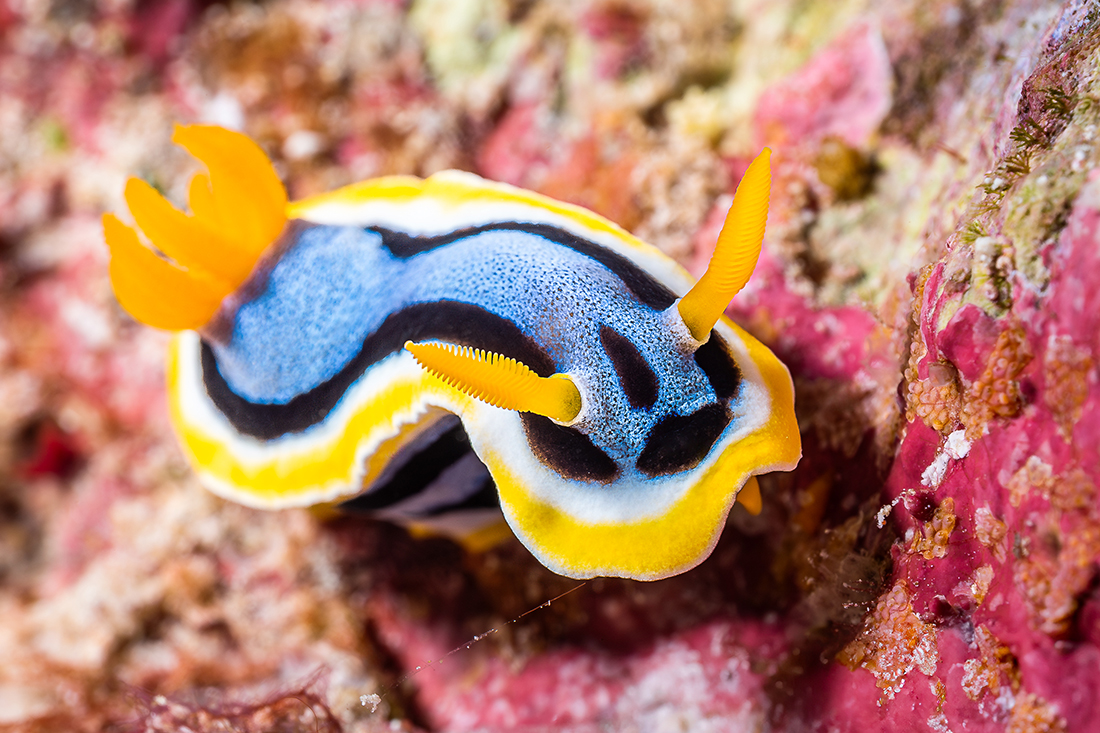 Playing species i.d. bingo? Put Chromodoris annae on your list! This tiny vibrant marvel is commonly spotted on Wakatobi’s reefs. Photo by Adrienne Gittus