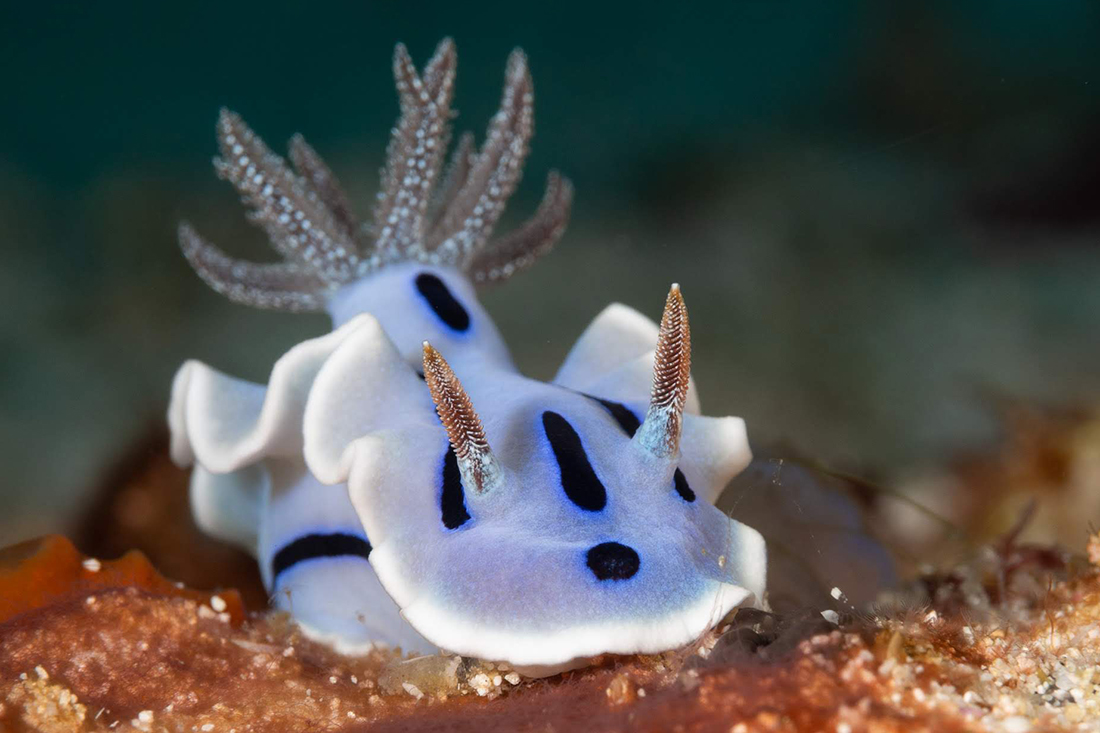 Chromodoris Willani Nudibranch