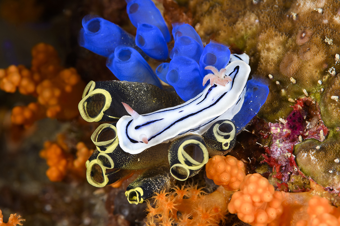A Chromodoris willani nudibranch crawling over a bunch of bright colored tunicates. Photo by Walt Stearns