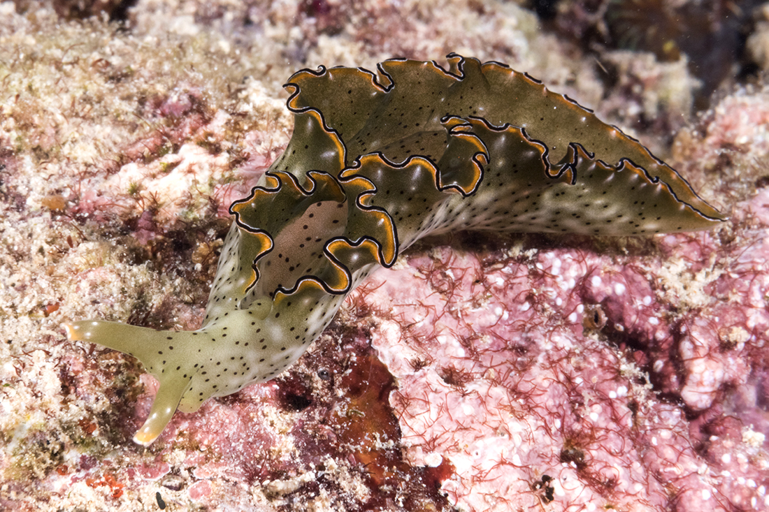 Ornate leaf slugs (Elysia ornata) are not true nudibranchs