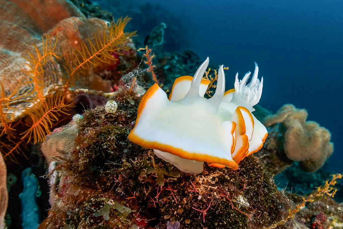 This species, Glossodoris Averni, is known to have a lifespan average of about one year. Photo by Christian Gloor