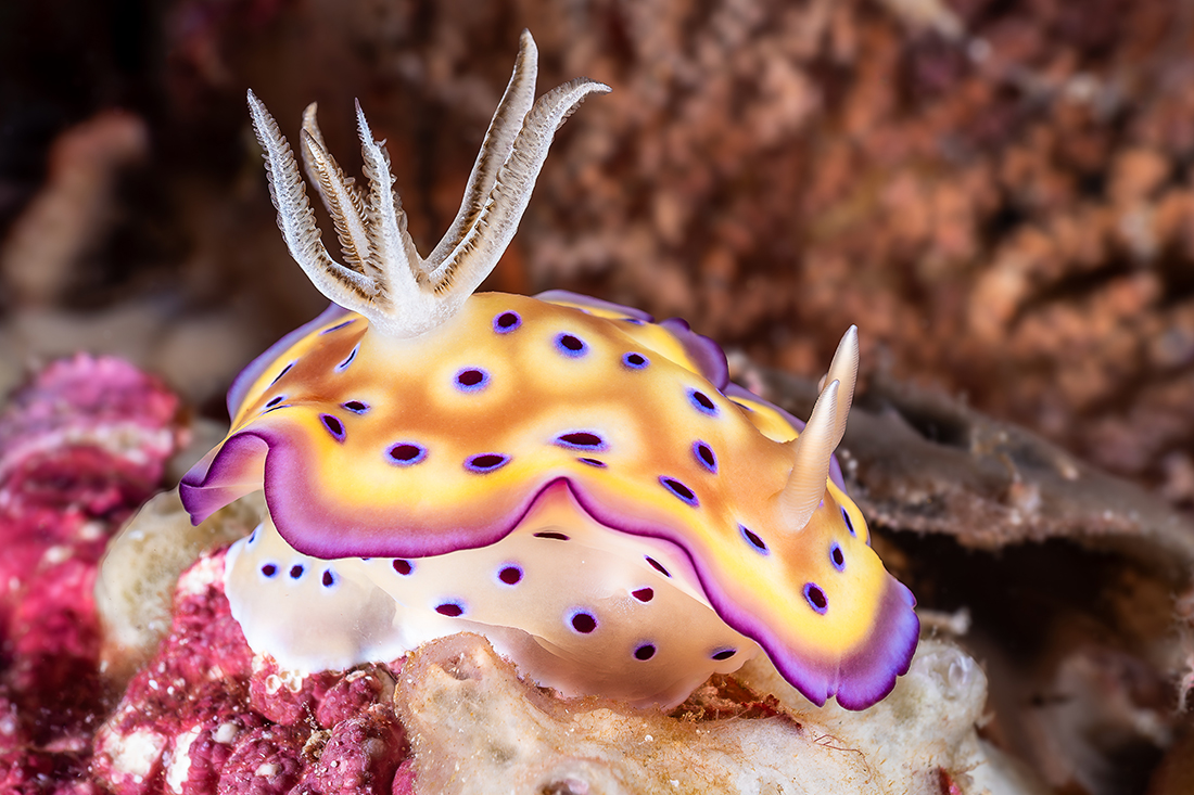 Goniobranchus kuniei, one of the more glamorous species of nudibranchs that can be found at Wakatobi.