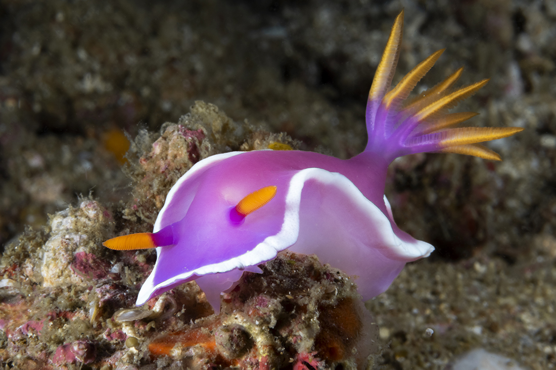 Hypselodoris apolegma nudibranch. Photo by Walt Stearns