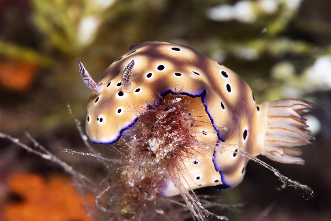 Hypselodoris tryoni nudibranch. Photo by Walt Stearns