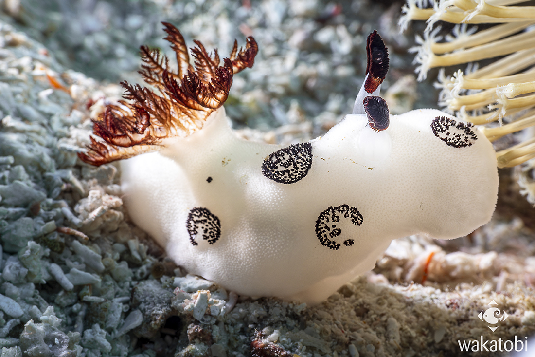 Feast your eyes on Jorunna funebris, commonly known as the oreo sea bunny. Although this species does make for an endearing sight, it’s not to be confused for a mid-dive snack! Photo by Adrienne Gittus.