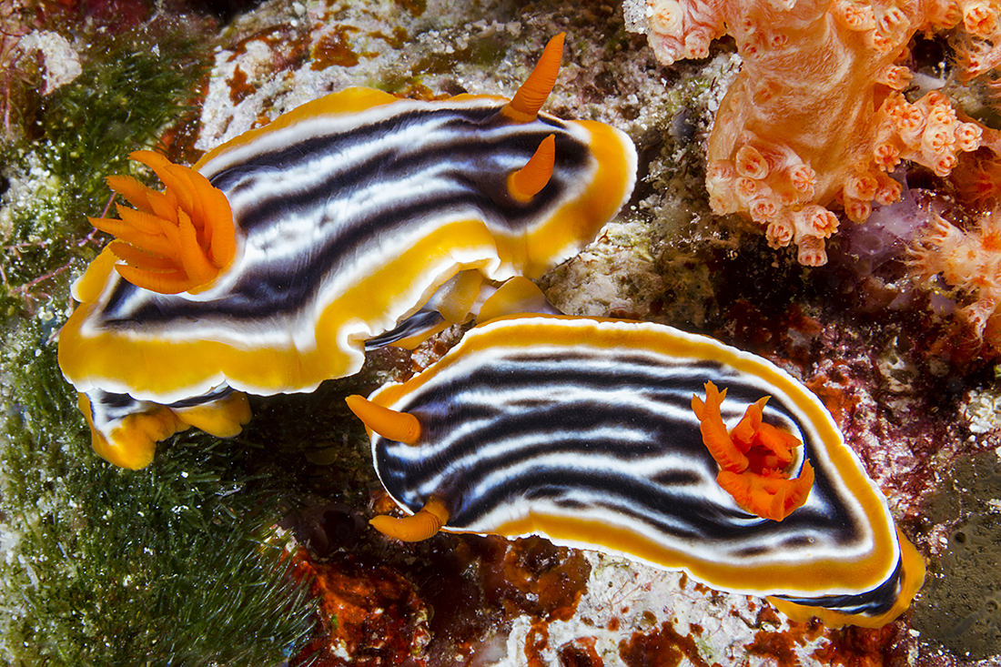A pair of Chromodoris magnifica Nudibranchs getting ready to mate. Photo by Walt Stearns